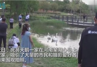 В Китае толпа зевак окружила пруд с лебедями. Птицам не давали вернуться на сушу