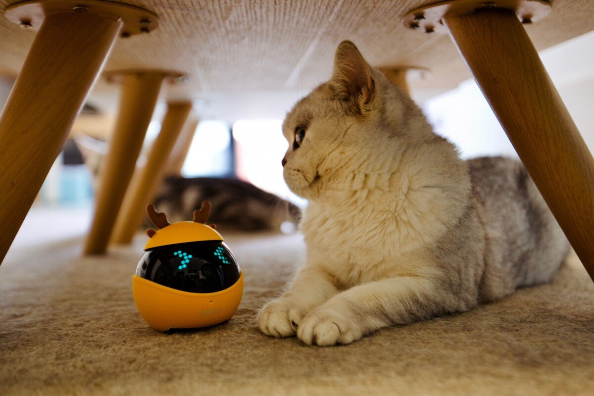 Развлечения для котов. Кошачьи развлечения. Робот кошка. Робот чтобы развлекать кота. MARSCAT робот-кошка.