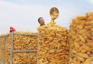 Новости Китая, вечер: бракованная кукуруза и фестиваль пива в Циндао