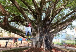 Китайские строители в Кении хотели выкорчевать старое дерево. Его спас лично президент