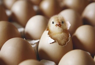 В Китае высмеяли псевдонаучные статьи о превращении вареных яиц в сырые. В эксперименте использовали «силу мысли и энергии»