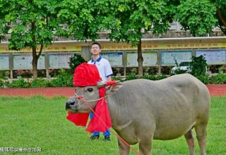 Китайская семья подарила школе быка. Так учителей поблагодарили за хорошую подготовку к выпускным экзаменам
