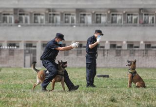 Китайские полицейские найдут дом для 50 собак, которые не прошли служебные экзамены