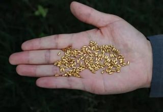 Китаец выбросил тысячу золотых рисовых зерен. Он хотел привлечь внимание к проблеме разумного потребления пищи