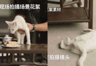 Смерть кошки в китайском сериале шокировала зрителей