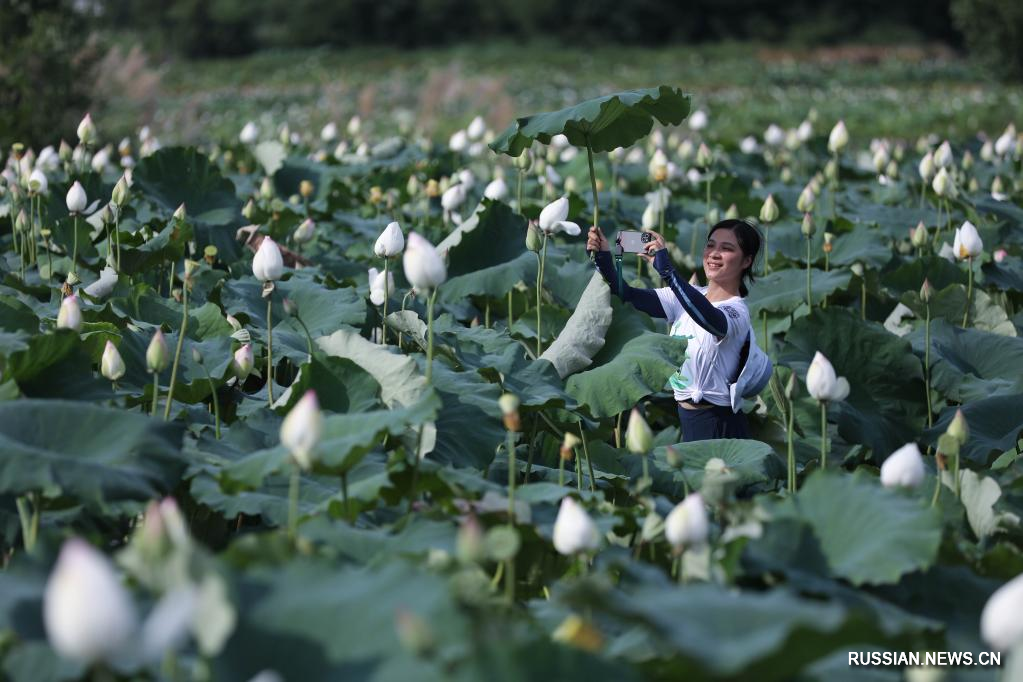 Цветение лотосов в Китае