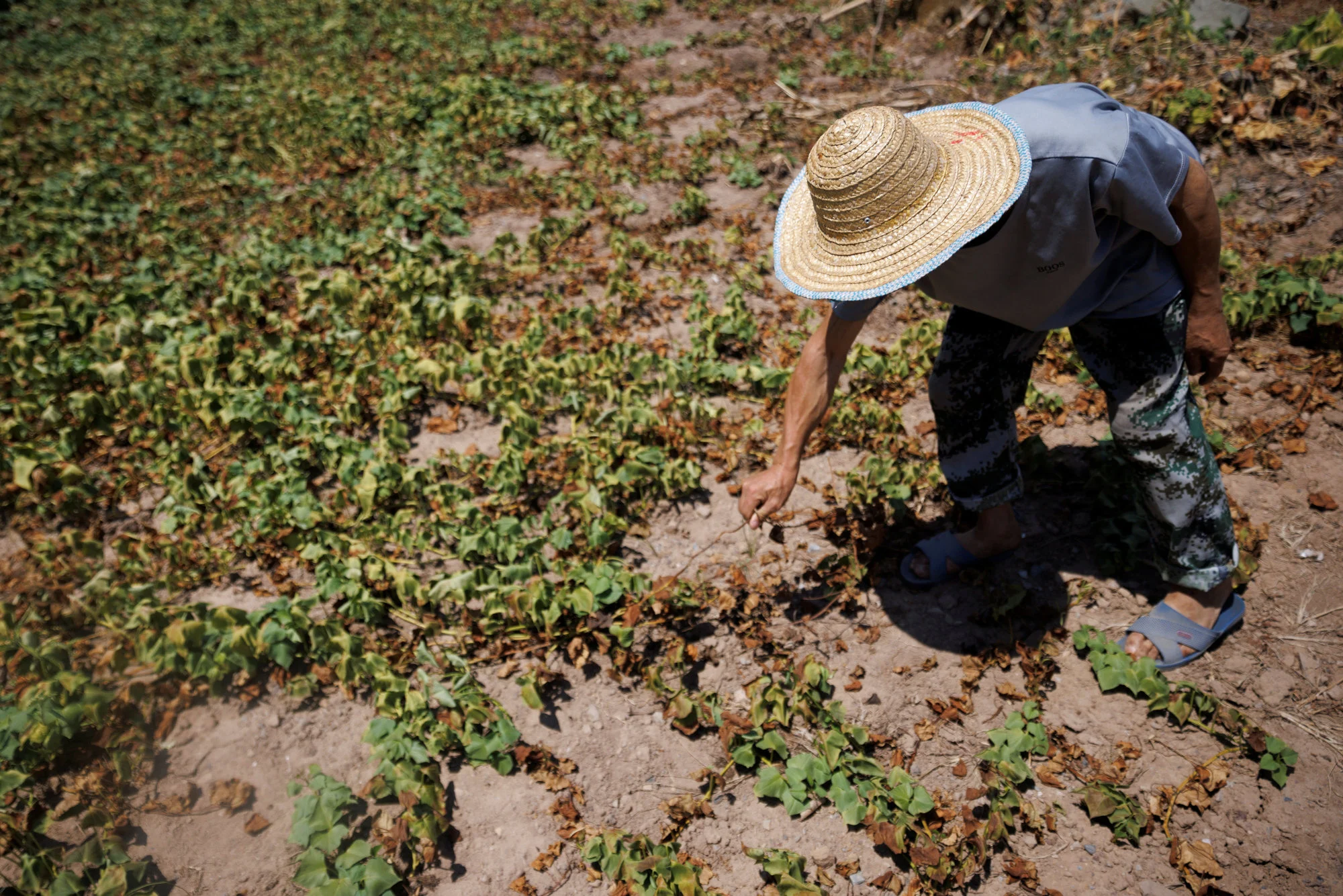 Фермер из Чунцина осматривает погибший из-за засухи урожай сладкого картофеля
