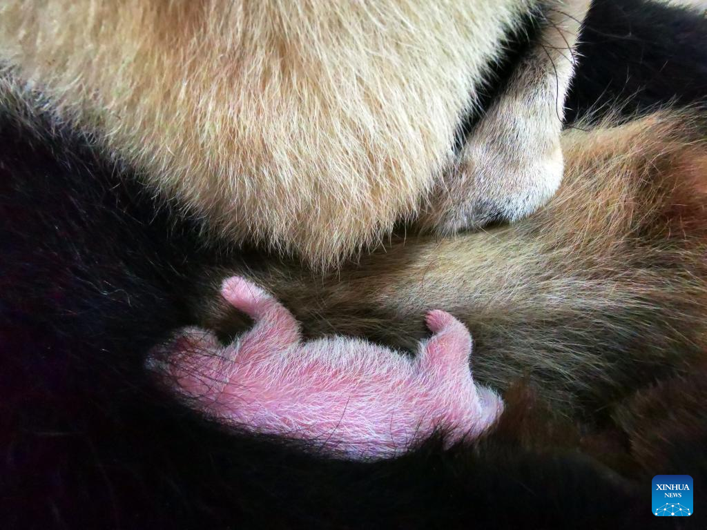 В Китае родился самый тяжелый в мире детеныш панды