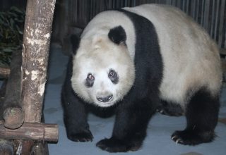 2014-02-19-2014-02-20-Chengdu-Research-Base-of-Giant-Panda-Breeding-Number-14-Enclosure-Su-Su-003.jpg