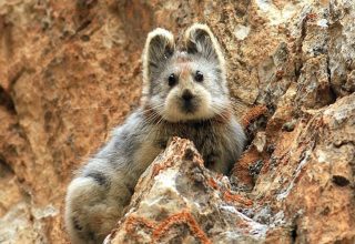 26F1B5F700000578-3009783-Adorable_The_Ili_Pika_is_one_of_the_world_s_rarest_mammals_and_h-a-9_1427222226572.jpg