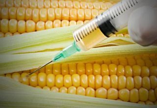 GMO_Corn_Inject.jpg