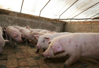 NHF-China-pigs-Getty-Images.jpg