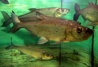 Predatory_carp_Culter_erythropterus.jpg