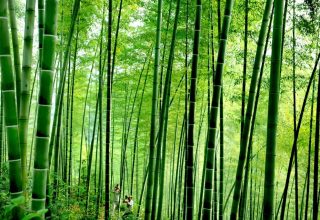 bamboo.jpeg