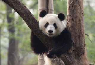 china-panda-attack.jpg