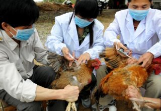 chinese-technicians-vaccinate-chickens-with-an-avian-flu-shot-in-a-village-south-guangxi-zhuang.jpg