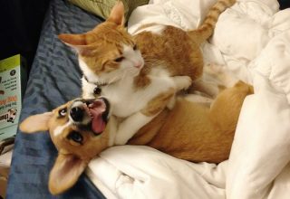corgi-cat-friends-animal-friendship-love-4.jpg