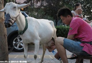 goat-milk-xian-03.jpg