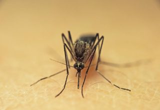 mosquito-zika-virus.jpeg