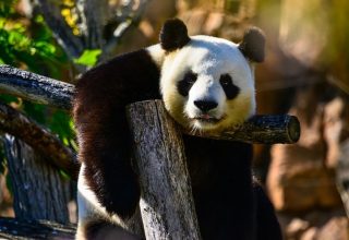 panda-bear-1086012_640.jpg