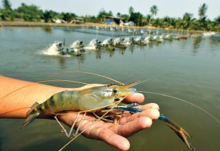 shrimp-farming-thailand.jpg