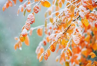 snow-on-autumn-leaves-royalty-free-image-1729501150-1.jpg